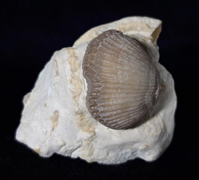 Cyclothyris globosa (ARNAUD 1872) - Bild © FossNet FossilienStore